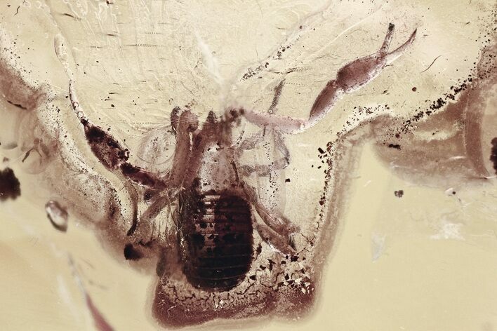 Giant Fossil Pseudoscorpion (Pseudoscorpiones) In Baltic Amber #349455